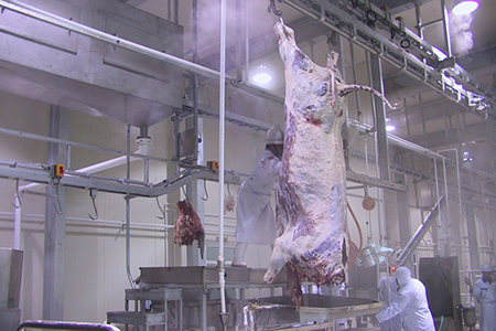 Cattle Slaughtering Line for Wagyu Beef Factory