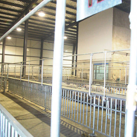 Pig Slaughtering Line in Quality Grading and Traceability