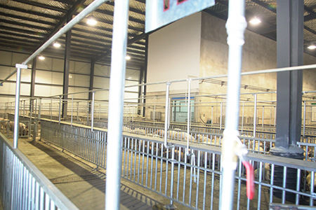 Pig Slaughtering Line in Quality Grading and Traceability