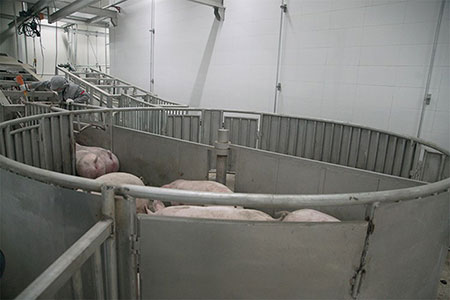 Pig Slaughtering Line