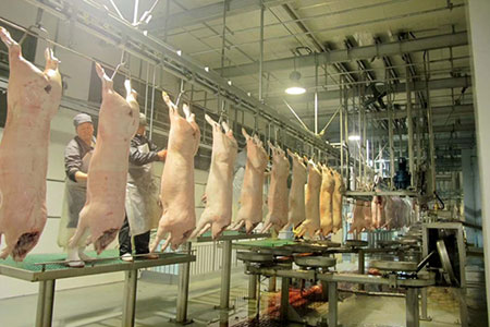 Pig Slaughtering Line