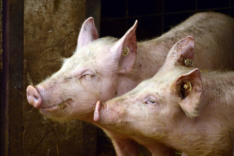 Hog Slaughtering Meat Hooks for Slaughterhouse - China Pig Slaughtering  Machine, Livestock Slaughtering Equipment