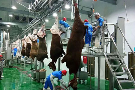 Cattle Slaughtering Line