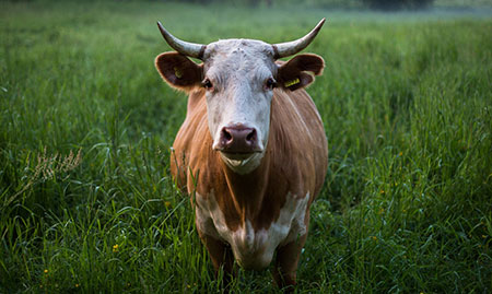 Cattle Slaughtering Line