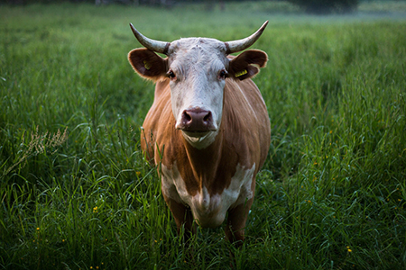 Cattle Slaughtering Line