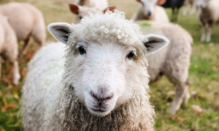 Sheep/Goat Slaughtering Line